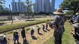 도심 한가운데 신천에서 경험한 손 모내기