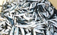 4차 산업혁명 시대 미래먹거리 수산산업 - 부산이 앞장선다