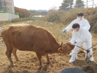 인천시, 도서지역 가축 무료 진료 실시