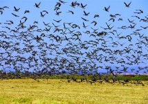 2018 서산버드랜드 철새기행전 팡파르