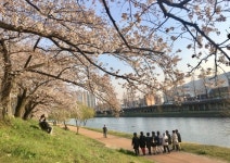 순천 동천 벚꽃 팡팡 터져