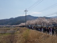 원주, 제18회 반곡관설동 원주천 벚꽃길 걷기대회 성료
