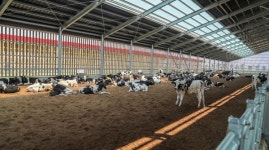 당진낙농축협, 젖소 육성우 전문목장문 열어