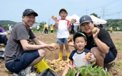 서산시 팔봉산 감자 맛·영양·식감 뛰어나