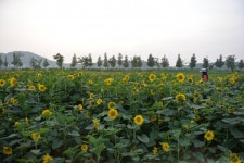 안산 대부도 물들인 100만 송이 해바라기 노란 물결 유혹