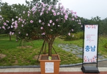 충남도, 전국 무궁화 우수분화 품평회서 대통령상수상