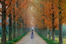 가을 단풍의 보고(寶庫), 나주 산포면 소재 전라남도 산림자원연구소