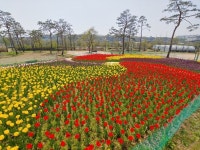 여주시, 금은모래강변공원 튤립보며 힐링