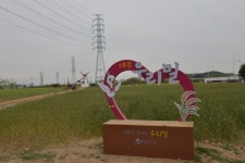 안산시, 대부밀 홍보 나선다