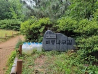 부평구, 만월산 배롱나무길을 부개산 배롱나무길로 명칭 변경