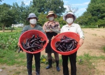 수원시 도시농업시민봉사단, 가지 수확해 공유냉장고에 기부