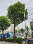 남동구, 태풍 취약한 가로수 사전 제거로 피해 예방