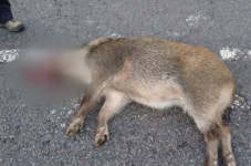 도봉구 농장에 멧돼지떼 출몰, 학교, 편의점 등 잦은 출몰2015년 나물 채취하던 30대 남성 사망!