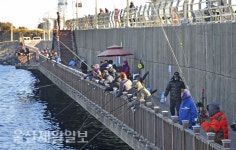 울산 슬도 방파제 학꽁치의 맛