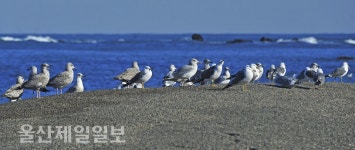 울산 정자해변, 햇볕 쬐는 갈매기들