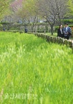 울산 태화강철새공원 청보리 산책길