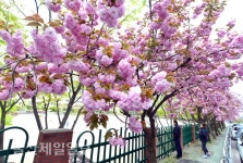 울산 겹벚꽃 활짝~