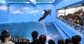 울산고래생태박물관, 돌고래 날았다