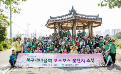 울산 북구새마을회 코스모스 꽃단지 조성