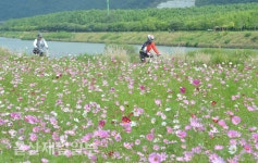 울산 태화강변, 코스모스 벗삼아