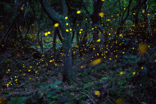 강원도에서 제주도까지… 반딧불이와 함께한 10년의 기록