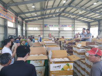 서생농협, 배 산지공판장 첫 경매