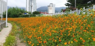 울산 북구, 꽃단지 만개꽃단지 조성사업 추진