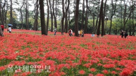 울산 대왕암공원 꽃무릇 산책