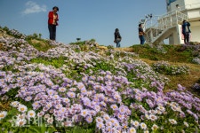 울산 동구 슬도, 해국 방긋