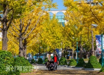 울산대공원 은행나무 가을 산책