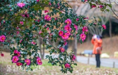 울산대공원 애기동백과 함께 산책