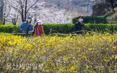 울산 선암호수공원 개나리 활짝