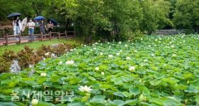 울산 선암호수공원 연꽃 만개