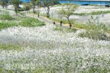 울산 태화강변 은빛 물결 따라서