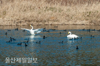 천연기념물 '큰고니' 한쌍 울산 태화강 찾아