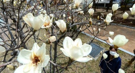 울산 무거동 목련꽃 활짝~