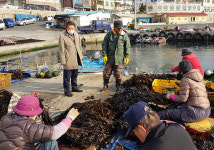 울산 정천석 동구청장, 화암항 미역건조 현장방문