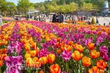울산대공원 튤립 산책