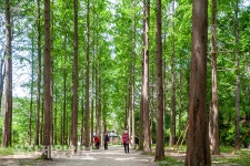 울산대공원 메타세콰이어 길 산책