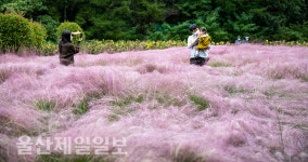 울산대공원 핑크뮬리 구름 위에서