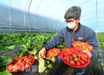 무농약 울산 장현딸기 수확 한창