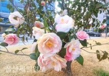 울산동백 오색팔중산춘 명칭·송환 시점 엉터리 논란