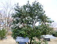 울산동백 오색팔중산춘 명칭·송환 시점 엉터리 논란