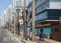 울산, 이쑤시개 된 염포로 가로수 흉물 전락