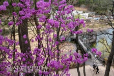 선암호수공원 진달래 활짝