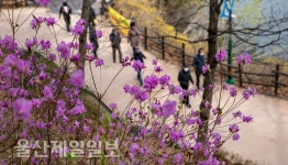 진달래공원묘원재 | 선암호수공원 진달래 활짝