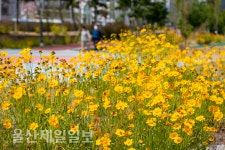 매곡천 금계국 활짝