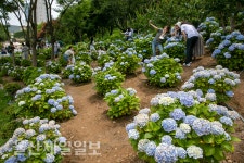 장생포 수국 페스티벌