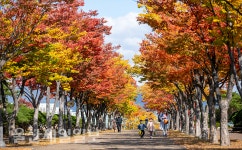 울긋불긋 물든 마로니에길