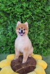 이바우펫애견미용학원 신년 맞이 반려견 무료미용행사 진행